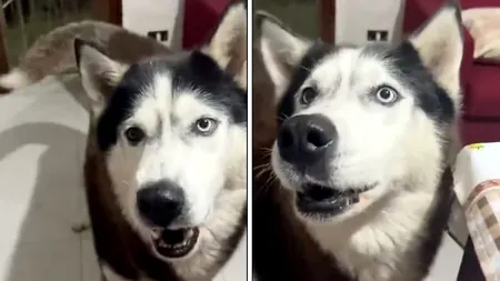 VIDEO | Aaron, un husky care „vorbește” cu oamenii! „Are accent italian, incredibil!”