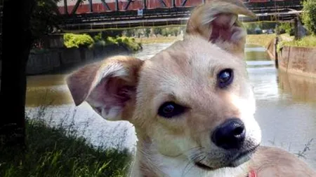 O familie de belgieni a adoptat un maidanez din România. Ce s-a întâmplat acum a ajuns știre în toată Belgia