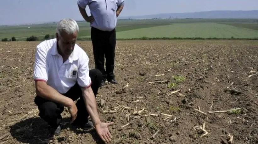 Seceta și grindina au afectat 110.000 hectare de culturi în județul Galați. Fermierii au transmis mii de înștiințări către primării