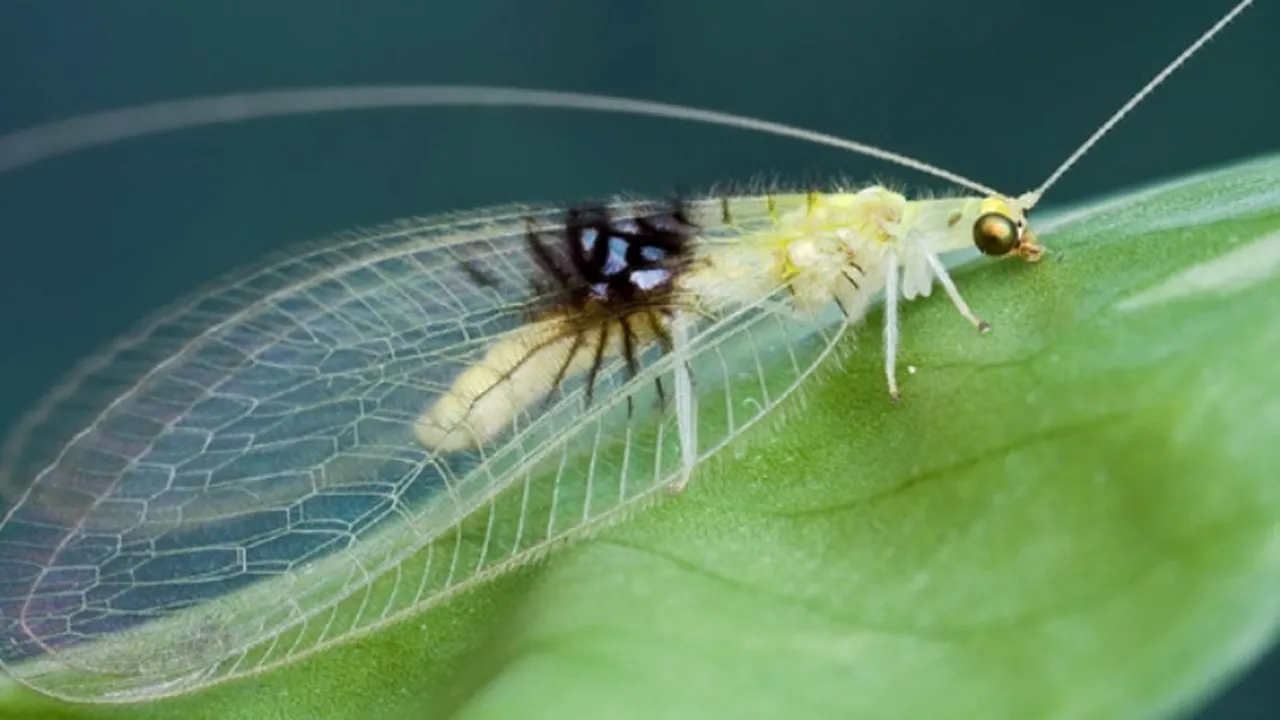 Sarcină dificilă pentru oamenii de știință după ce au văzut O NOUĂ SPECIE de insectă într-o fotografie postată pe Flickr