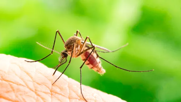 Cele mai eficiente plante împotriva țânțarilor: 7 soluții naturale pentru curte și balcon