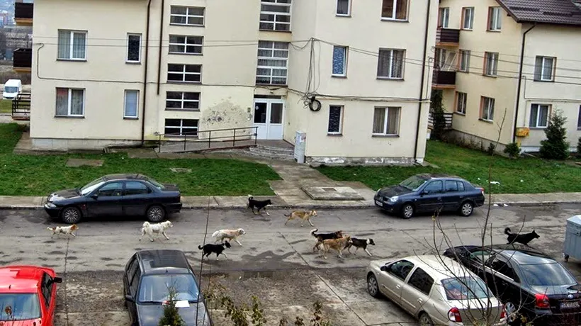 O mie de câini comunitari din Suceava au fost trimiși în Germania. Doar o mie mai sunt pe străzi