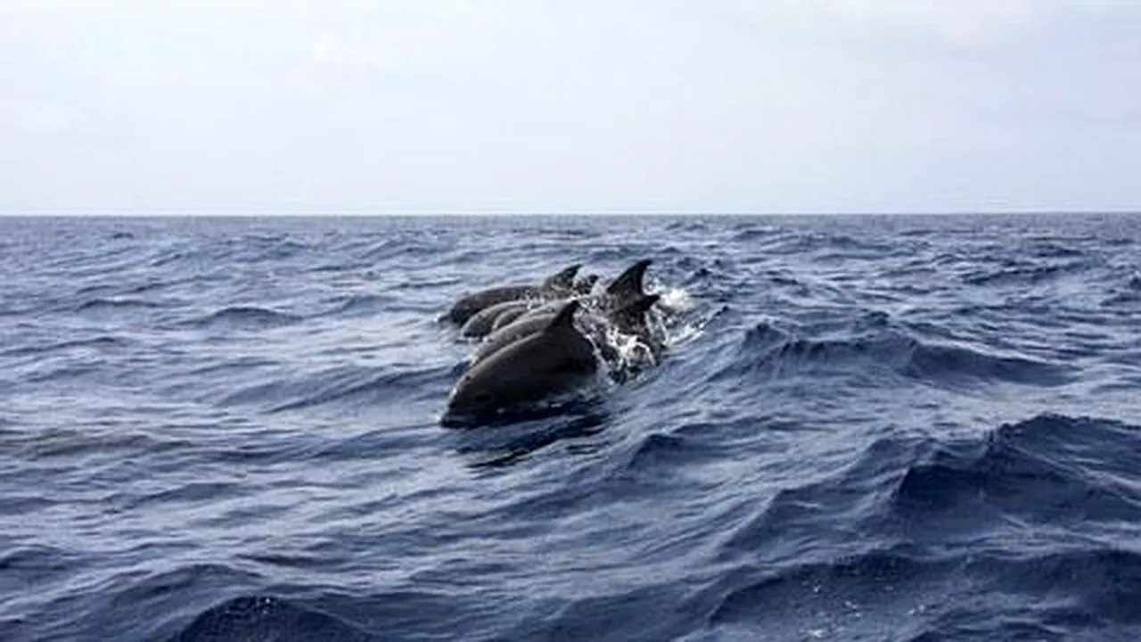 Aproape o sută de delfini din Marea Neagră au murit. Oamenii de știință  spun că războiul din Ucraina ar putea fi cauza