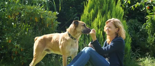 Povestea câinelui care a așteptat șase luni în fața unui hotel pentru a fi adoptat de o stewardesă