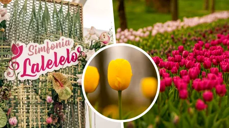 Simfonia Lalelelor la Pitești. Cum s-a ajuns de la o idee locală la un reper național al primăverii