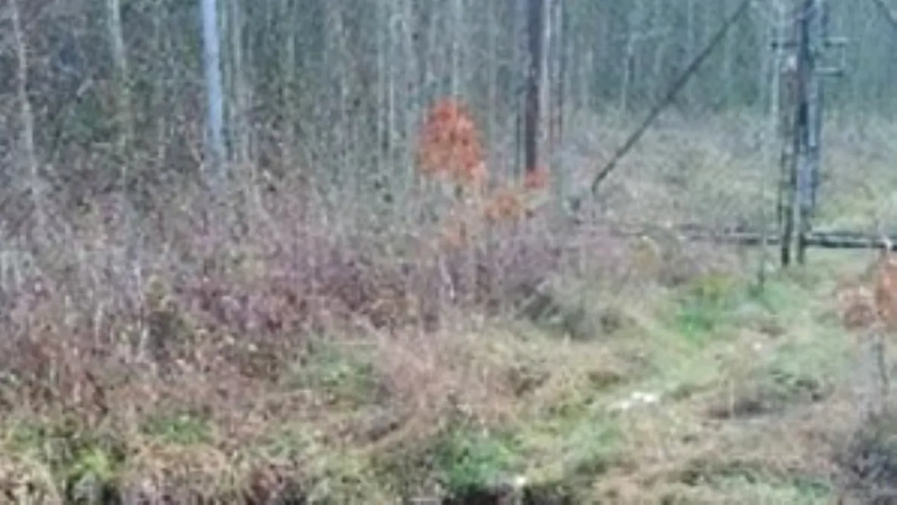 Ce a apărut lângă gardul unei închisori din Marea Britanie