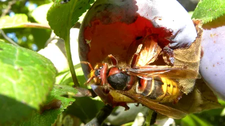 A murit după ce l-a înțepat o viespe uriașă