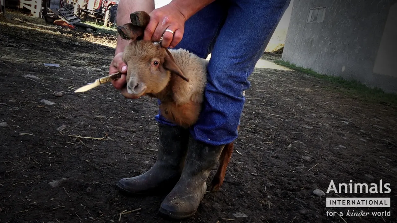 MASACRU LEGALIZAT | Te poți îmbolnăvi de COVID-19 chiar și când ai o activitate specifică în preajma Paștelui. Autoritățile sanitare-veterinare au clarificat situația