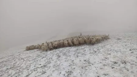 Transhumanța a fost inclusă în patrimoniul UNESCO