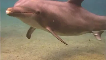 VIDEO. Eveniment emoționant într-un delfinariu din Hawaii