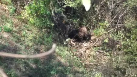 Urs prins în gardul unei grădini, lângă o comună din Vrancea