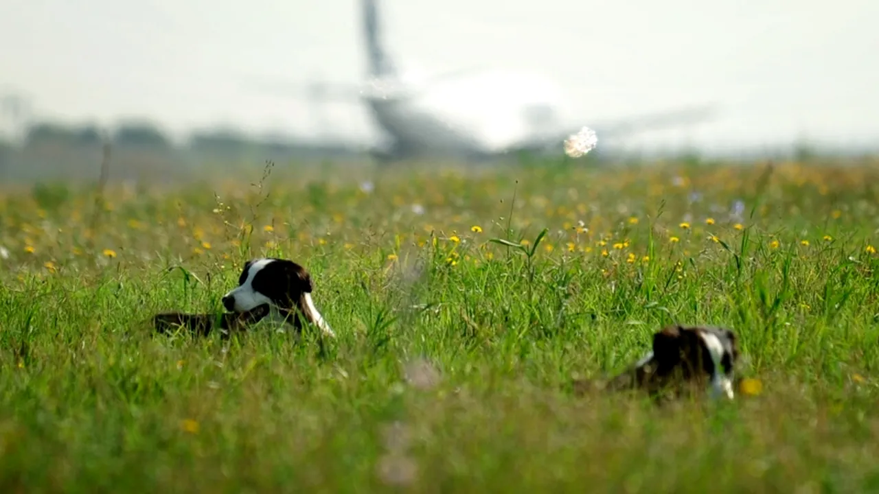 Mărimea contează. Cum învață câinii diferite cuvinte 