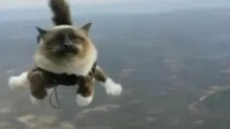 O reclamă cu pisici care sar cu parașuta a devenit viral pe internet. VIDEO