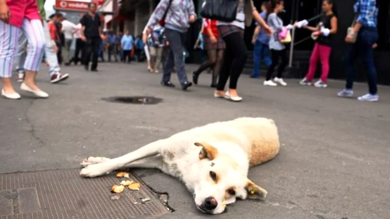 Primăria Capitalei are un buget de 18, 6 milioane de lei pentru maidanezi. Pe ce a cheltuit ASPA banii.  Doar 170.000 de lei  s-au dat în 2013 pentru sterilizarea câinilor 