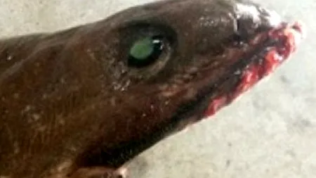 Da, această CREATURĂ a fost prinsă pe planeta Pământ. CNN: O combinație de „Alien