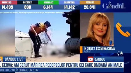 GÂNDUL LIVE. Avocat, în cazul minorului care a ucis un câine: Acest copil răspunde penal. / Autoritățile statului trebuie să se implice