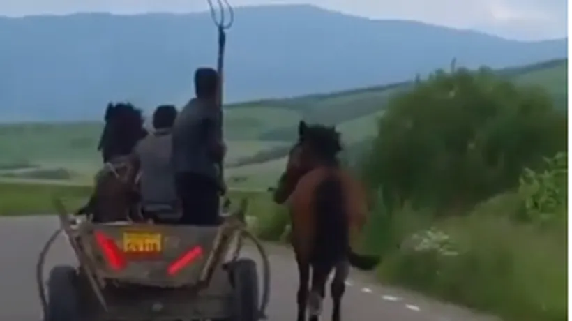 #cugandullaanimale. Imagini revoltătoare în Covasna: Un tânăr lovește cu furca un cal 