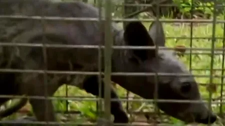 VIDEO: Un alt exemplar de Chupacabra, prins în Texas în acest an