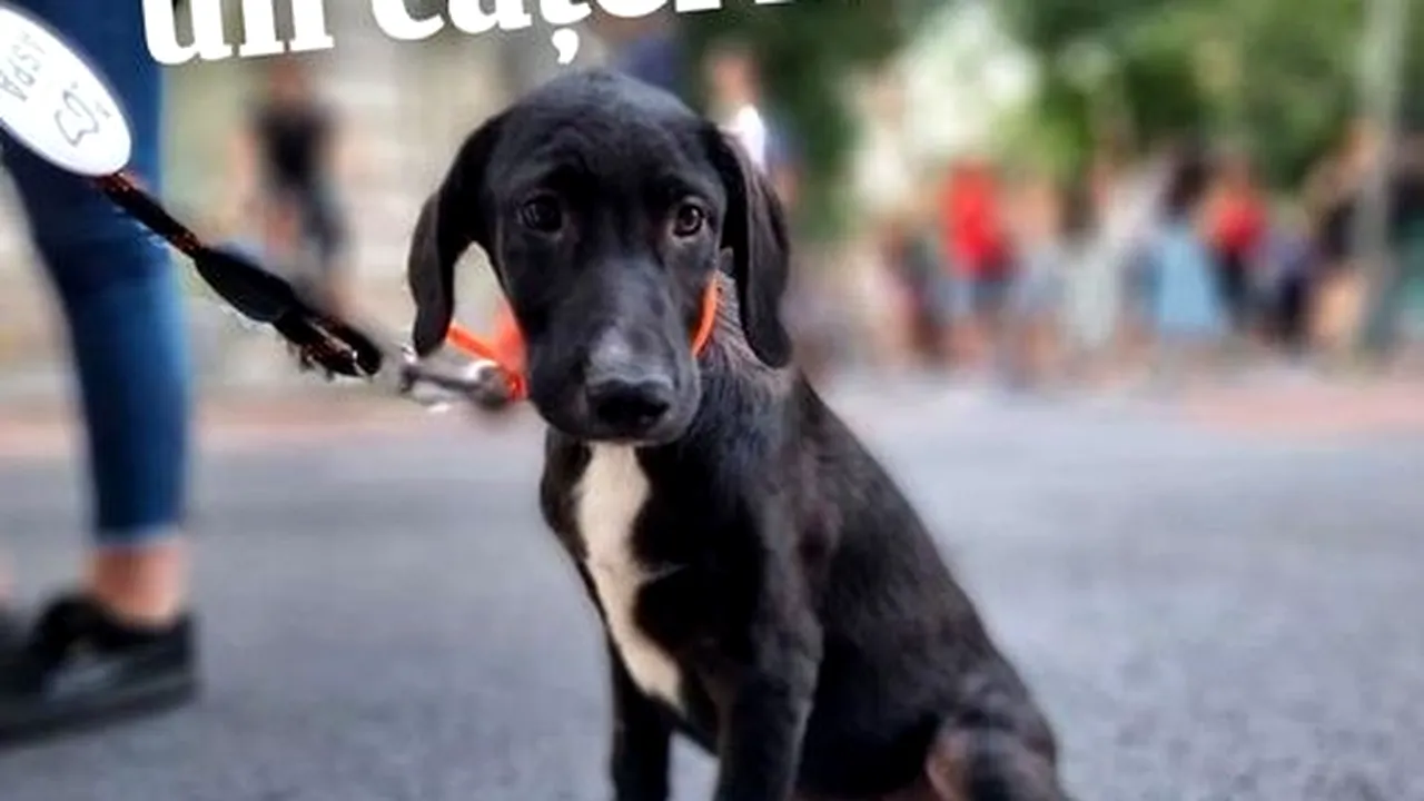 În acest weekend poți adopta un cățel în Parcul Izvor sau pe șoseaua Kiseleff din București