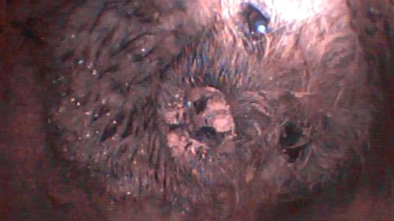 Operațiunea de salvare a unui terrier rămas blocat în vizuina unui bursuc