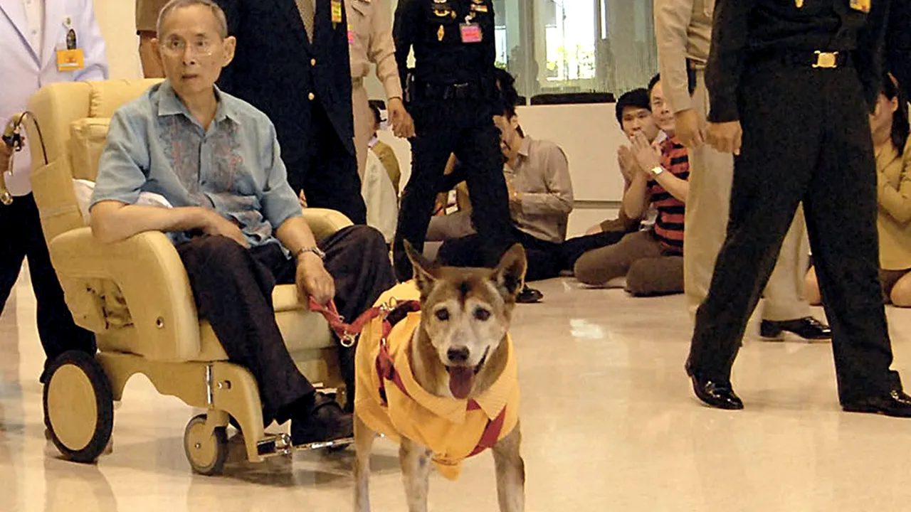 Câinele regelui Thailandei, din cauza căruia un internaut riscă 37 de ani de închisoare, a murit la vârsta de 17 ani