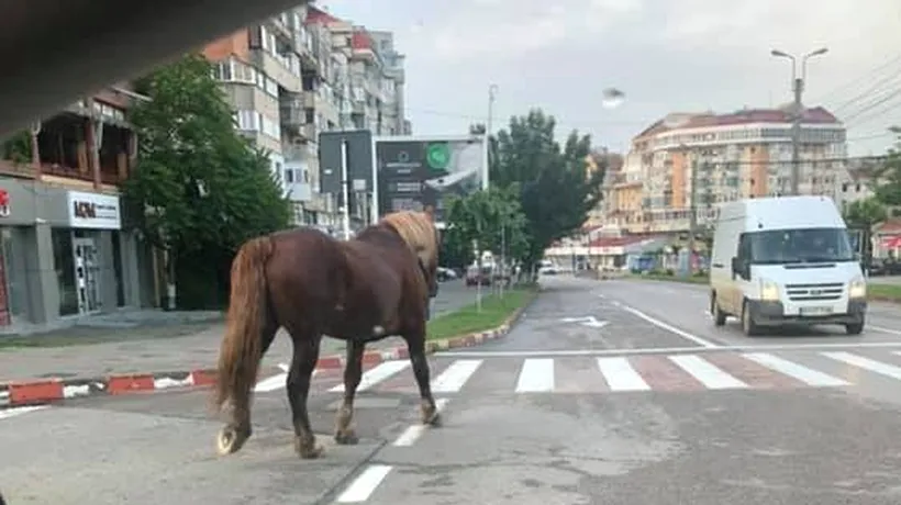 Cum a ajuns să se plimbe liber un cal prin centrul Botoșaniului - FOTO