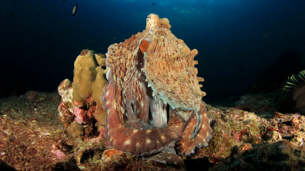 Krakenul era real: o caracatiță carnivoră de acum o sută de milioane de ani, care măsoară 19 metri, a fost descoperită