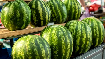 Celebrii pepeni de Dăbuleni, cultivați în alte țări: ”Pepeni renumiți de Lovrin, cei care se cultivau la Dăbuleni – deja nu mai sunt în România”