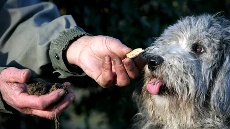 Un bărbat a fost amendat de polițiști, după ce a cules, ilegal, din pădure zeci de kilograme de trufe