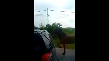 Cal legat de mașină cu lanțul, pe centura Craiovei. Cum a fost pedepsit șoferul