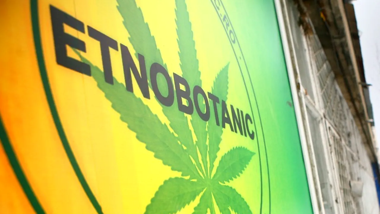 Doi angajați ai Primăriei Timișoara, anchetați după ce ar fi consumat etnobotanice