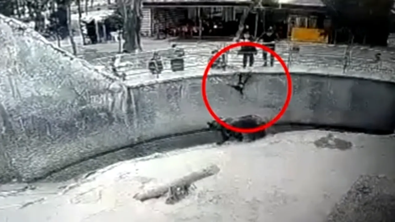 Caz halucinant la o grădină zoologică. O mamă și-a aruncat copilul în țarcul unui urs (VIDEO)