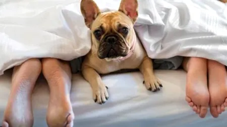 Cât de sănătos este să dormi în pat cu animalul de companie