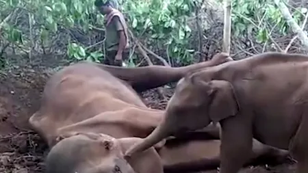Momentele emoționante dintre un elefant și mama lui: Încerca să o trezească, dar nu știa ce se întâmplase - VIDEO