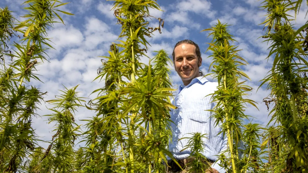 Cercetătorii din Brazilia așteaptă aprobările pentru un VAST studiu privind cultivarea de canabis