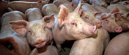 Pesta porcină lovește din nou | Aproximativ 6.000 de porci vor fi uciși după confirmarea unui nou focar în Călărași