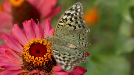 Sute de specii de fluturi ar putea dispărea din cauza schimbărilor climatice