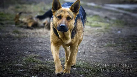 Un câine a murit la Suceava, apărându-și stăpânul de hoții care intraseră în casă