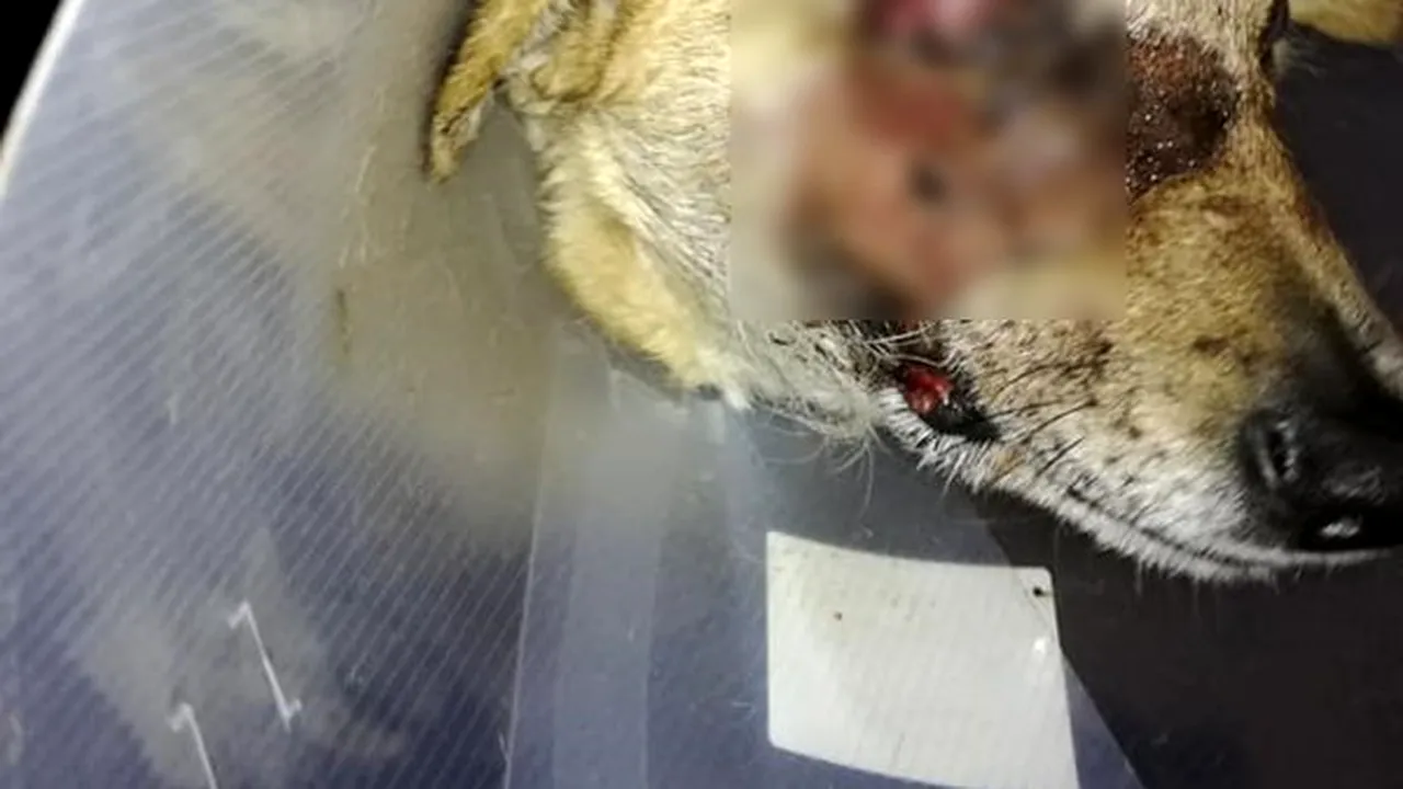 Copiii care au mutilat câinele din Satu Mare cu o petardă sunt căutați de polițiști