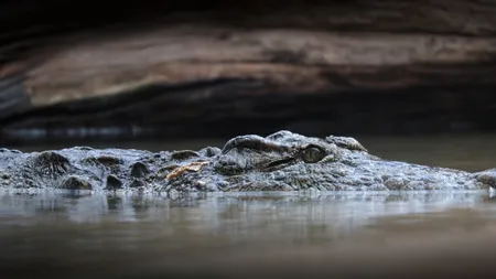 Tragedie în Indonezia. O fetiță a fost ucisă de un crocodil
