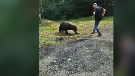 VIDEO | Turist polonez, atacat de un urs pe Transfăgărășan când voia să îl fotografieze. Momentul a fost filmat