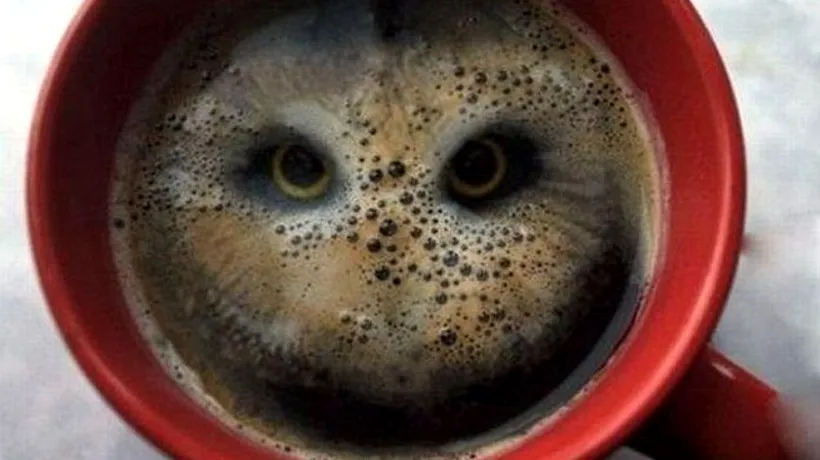 Cum a apărut o bufniță într-o cană de cafea