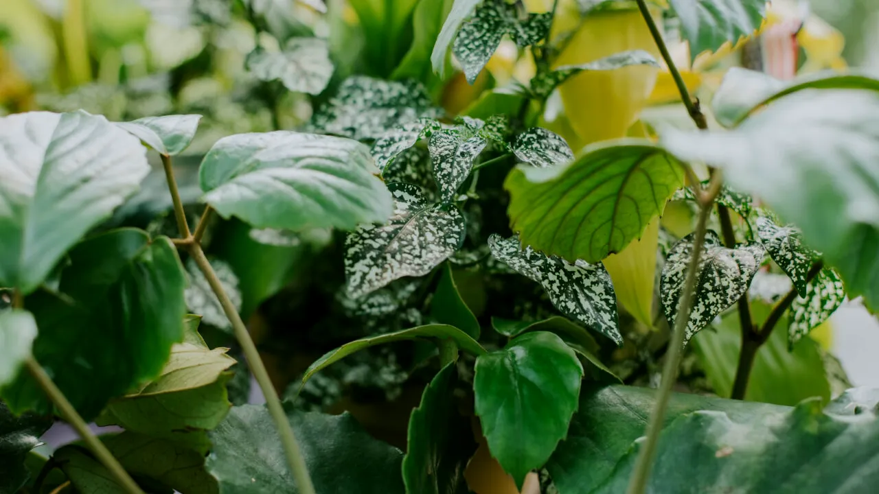 Cum scapi rapid de mucegaiul de pe plante. Se folosește un condiment util în bucătărie