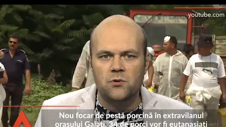 Nou focar de pestă porcină în Galați. 34 de porci urmează să fie eutanasiați