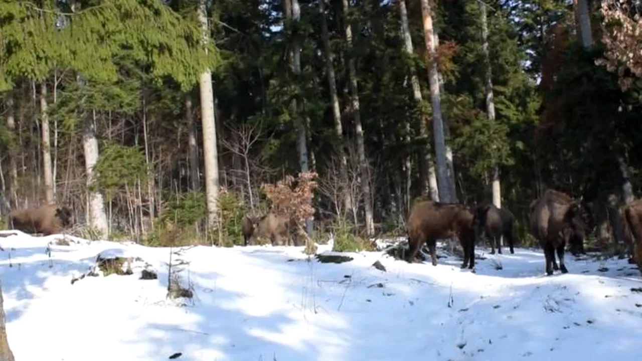 Mamiferul LEGENDAR care a reapărut în pădurile României după ce a fost la un pas de extincție. Cântărește cât 10 oameni