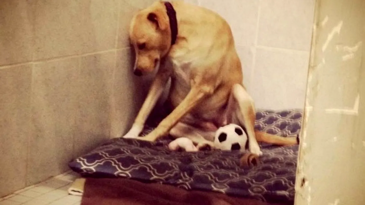 „Cel mai trist câine din lume