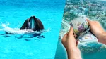Cât costă un bilet la Delfinariul Constanța, în 2025. Ce tarife plătesc vizitatorii pentru a accesa zona de Microrezervație și Păsări Exotice