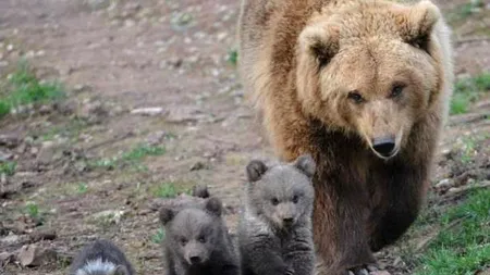 Adolescent, transportat la spital cu răni grave, după ce a fost atacat de o ursoaică. Cum a reușit să scape din ghearele animalului