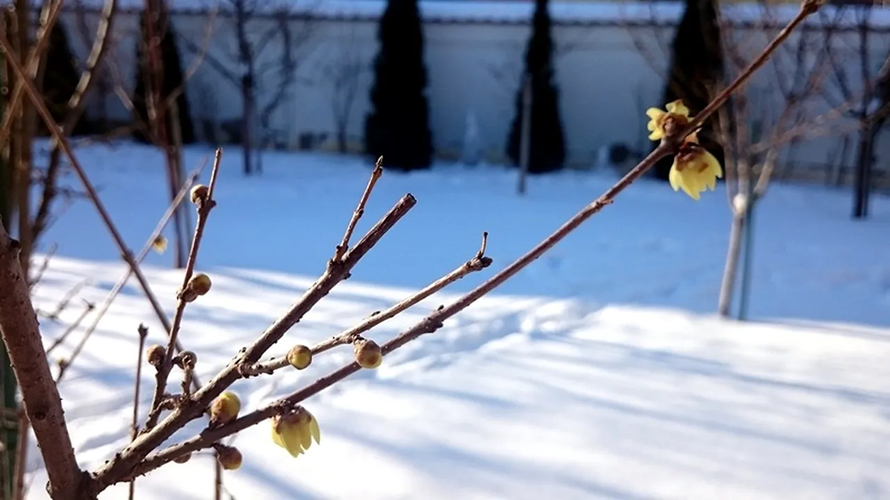 Prognoza METEO pentru 30 ianuarie - 1 februarie. Week-end călduros în București