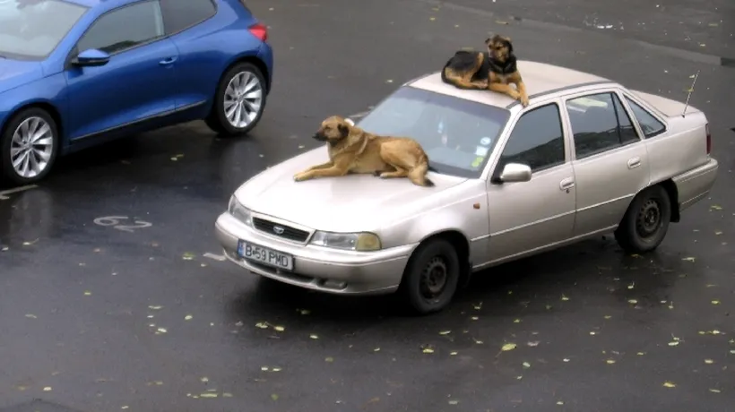 Doi câini comunitari, surprinși în apropierea unei grădinițe din București